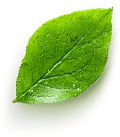 Hoja 1